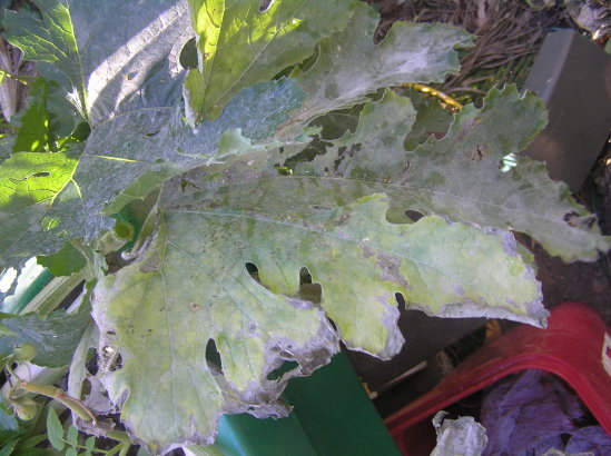 mildew on zuchini2.jpg