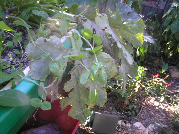 mildew on zuchini.jpg