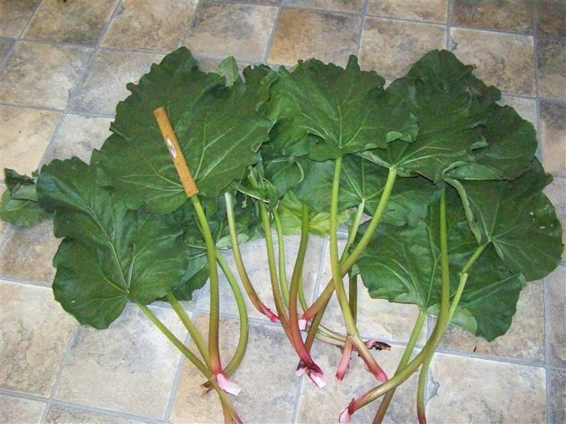 100_6464 (Custom).JPG