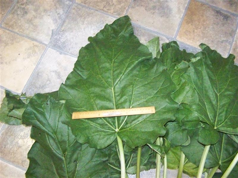 100_6465 (Custom).JPG