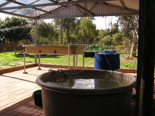 Ponics Setup 22082011.jpg