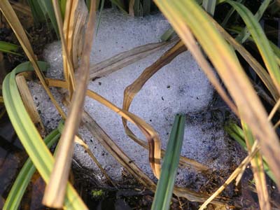 Frogs Eggs 22082011.jpg