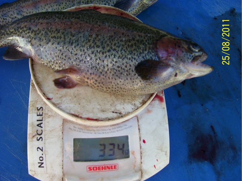 First-Trout-Harvest-late-August-2011 002.jpg