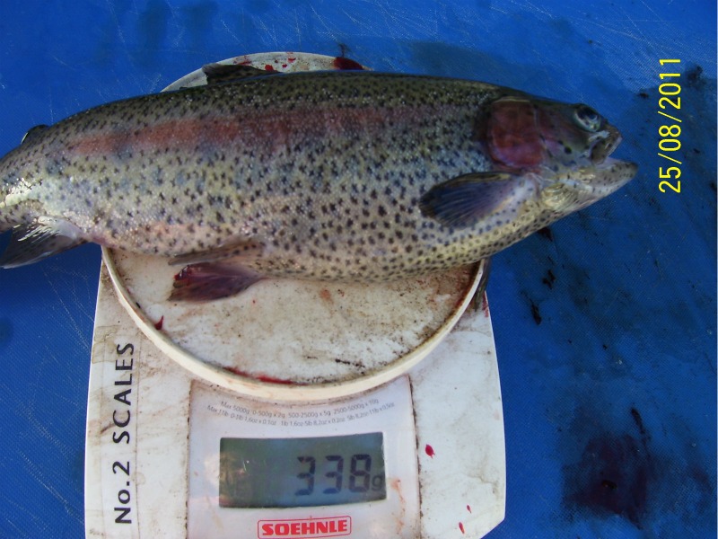 First-Trout-Harvest-late-August-2011 001.jpg