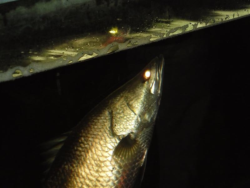 SAM_0681 (Medium).JPG