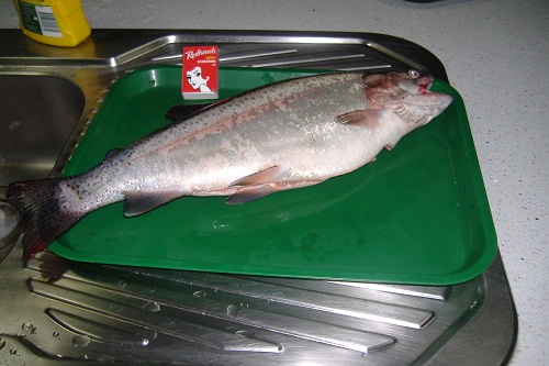 Fish No 3 002.JPG