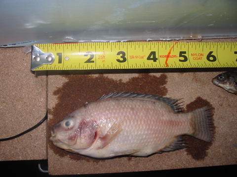 Dead Fish 01 May7.jpg