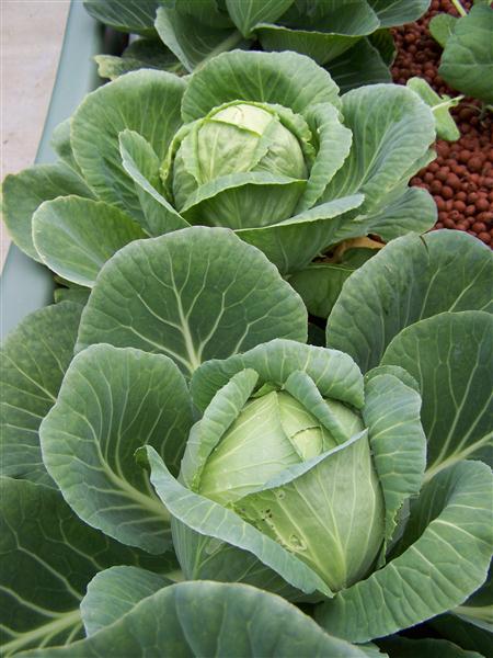 100_6482 (Custom).JPG