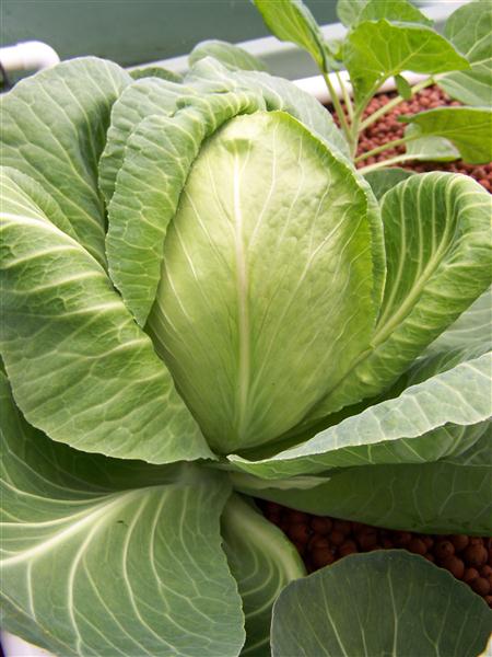 100_6483 (Custom).JPG