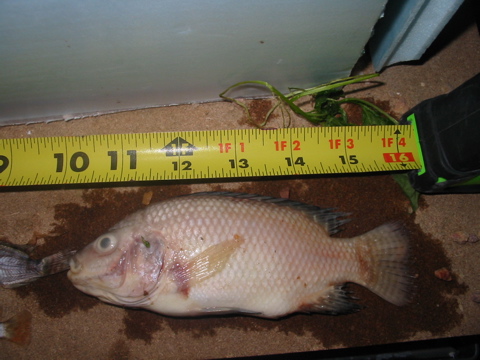 Dead Fish 02 May 7.jpg