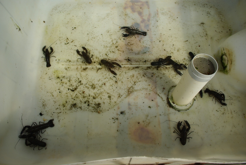 _IGP2711 (800x536).jpg