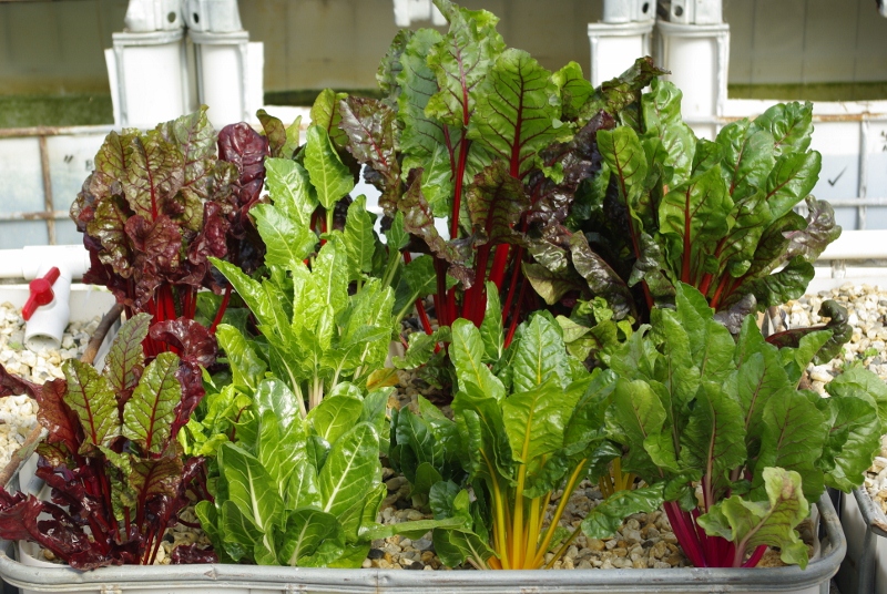 _IGP2679 (800x536).jpg