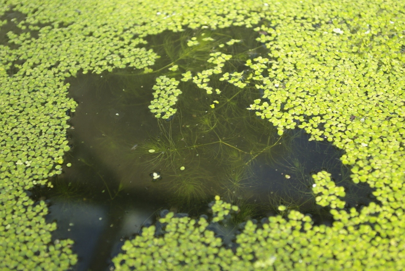 _IGP2700 (800x536).jpg