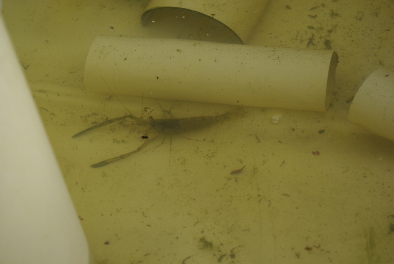 _IGP2667 (800x536).jpg