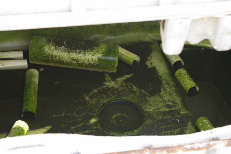 _IGP2701 (800x536).jpg