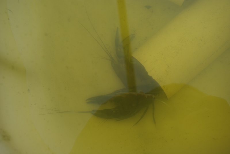 _IGP2731 (800x536).jpg