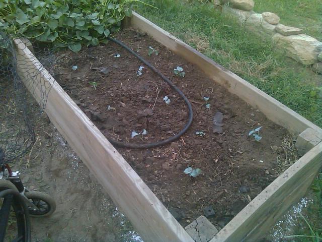 9-04-2011 Broccoli starts in raised bed.jpg