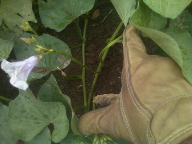 9-05-2011 sweet potato vine and flower.jpg