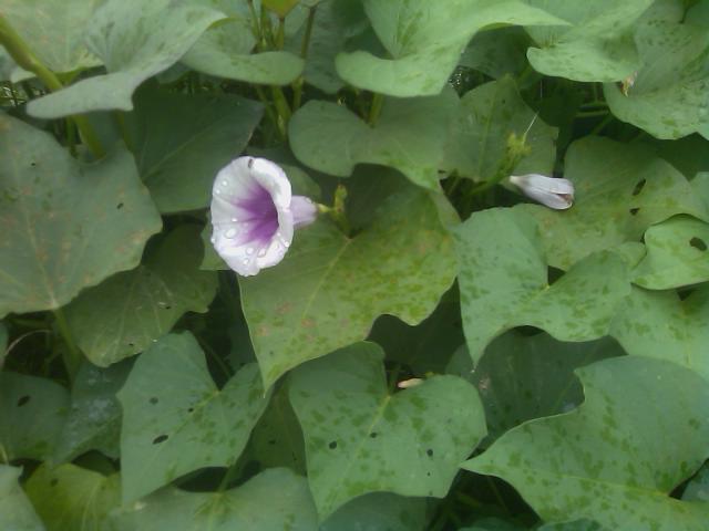 9-05-2011 sweet potato flower.jpg