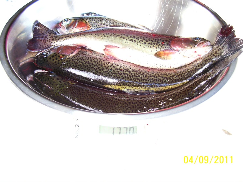 Trout-Harvest-early-Sept-2011 01.jpg