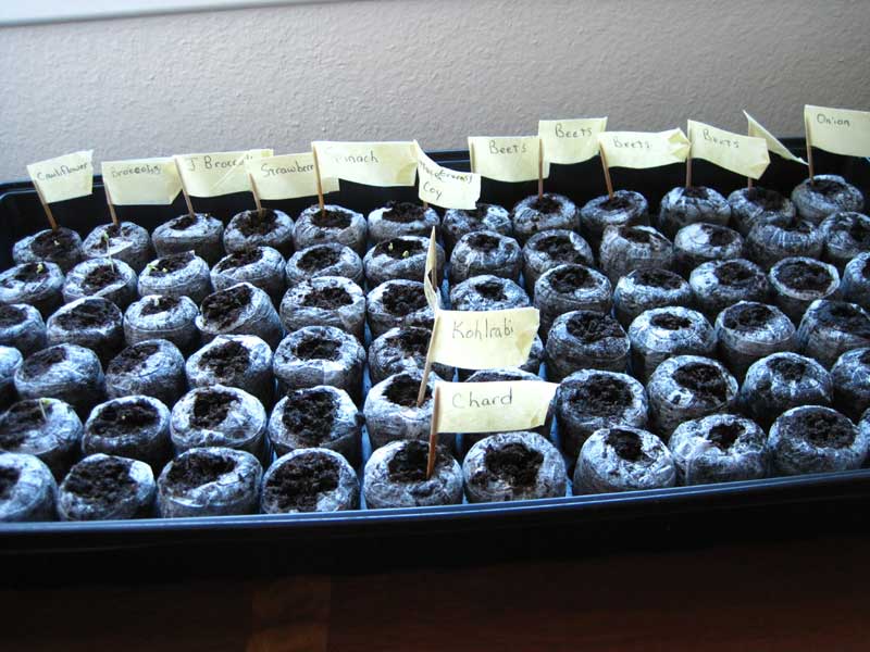 Seed-tray-Sprouts-day-2-004.jpg