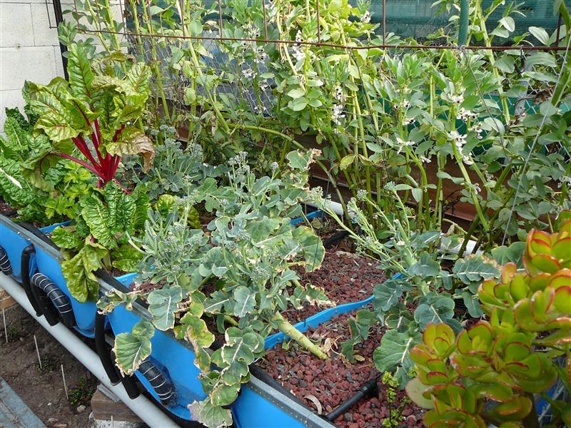 P1050576 (Custom).JPG