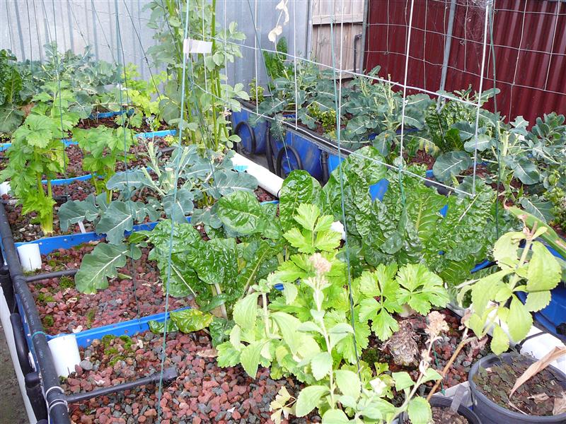 P1050574 (Custom).JPG