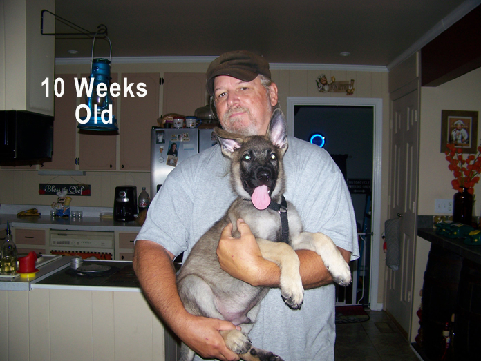 HD 10 weeks old 1.jpg