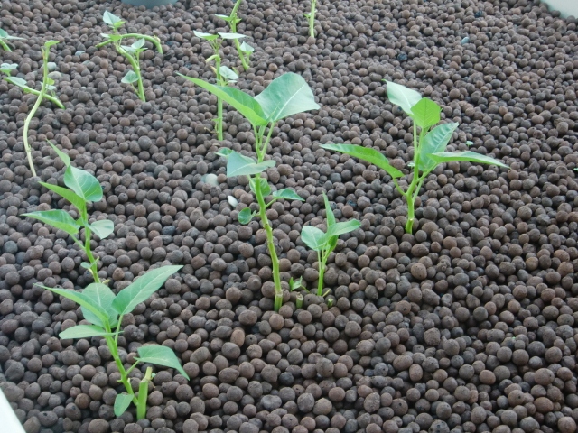 CIMG0690 (640x480).jpg