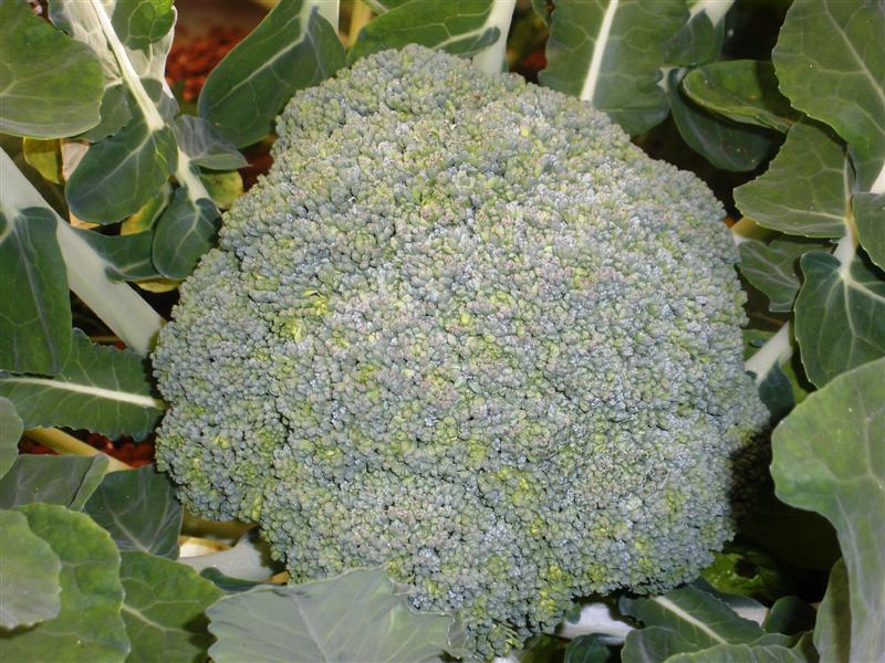 P9172159 (Medium).JPG