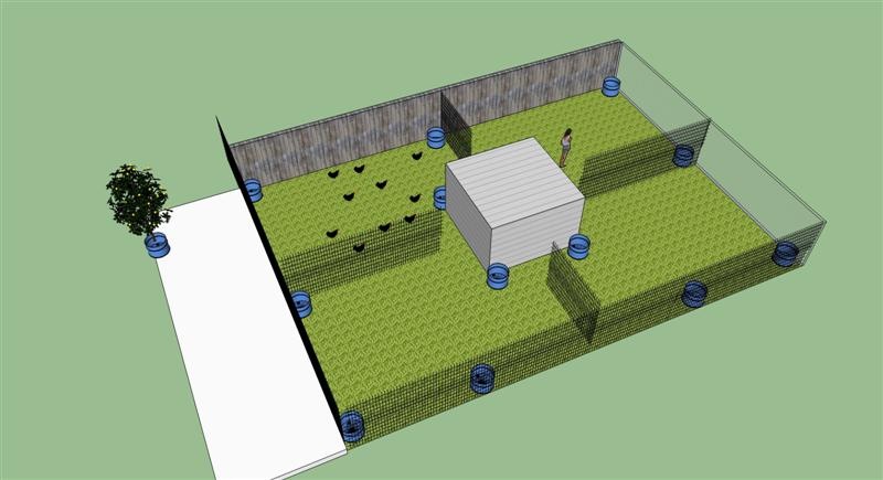 chickens (Medium).jpg