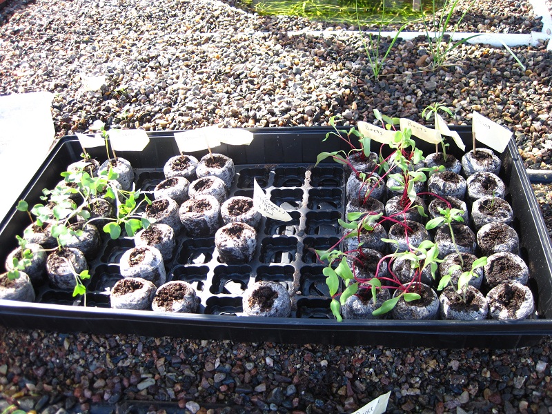 Seed tray 9-18-2011.jpg