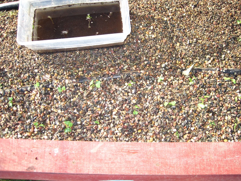 plant broc 9-18-2011.jpg