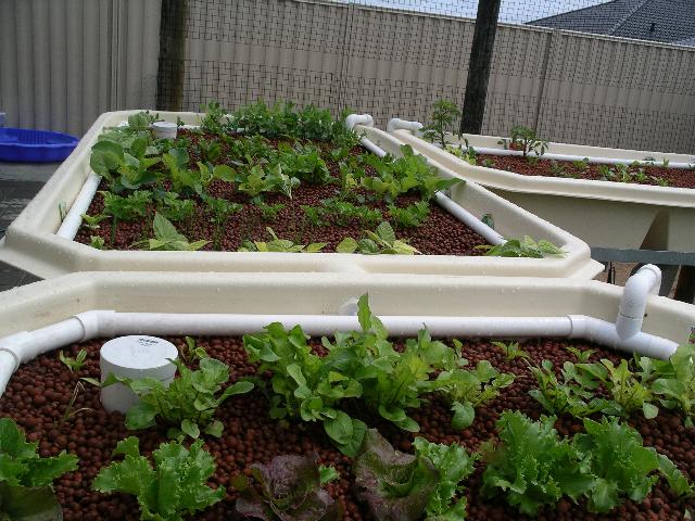 Aquaponics-Seedlings2.jpg
