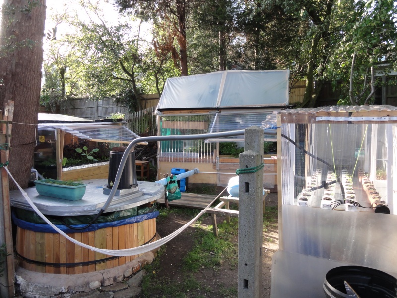 aquaponic september 021.JPG