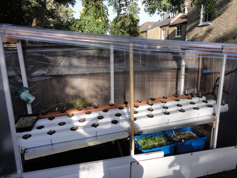 aquaponic september 003.JPG