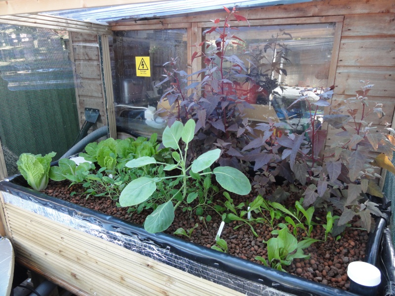 aquaponic september 006.JPG