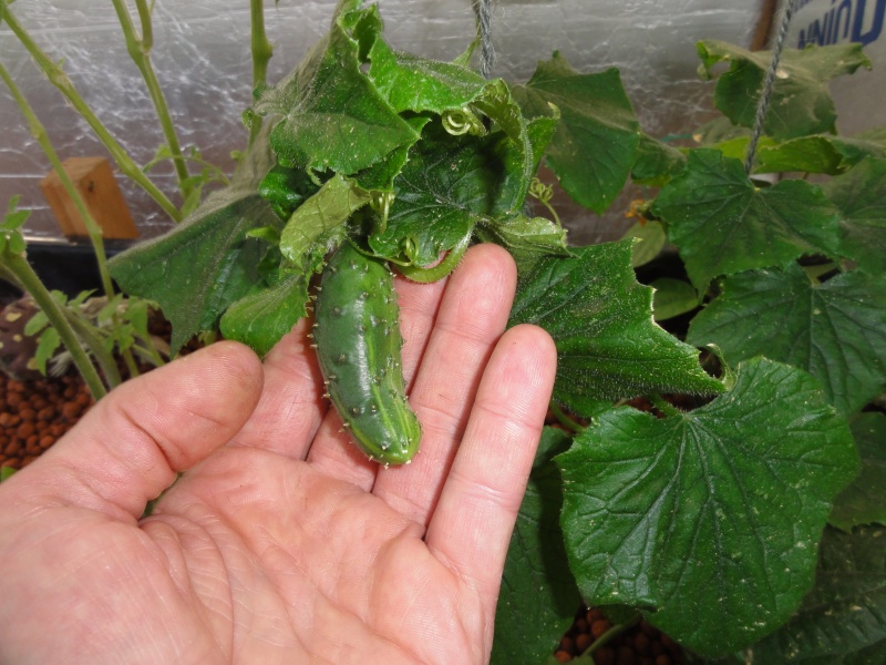 aquaponic september 013.JPG