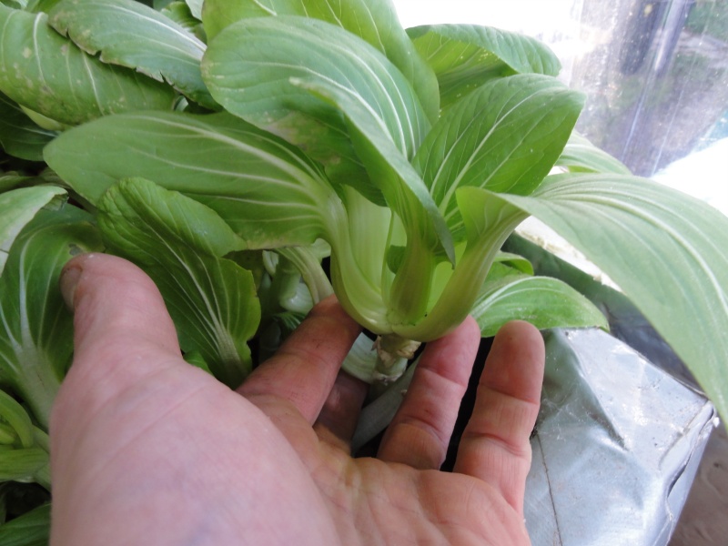 aquaponic september 016.JPG