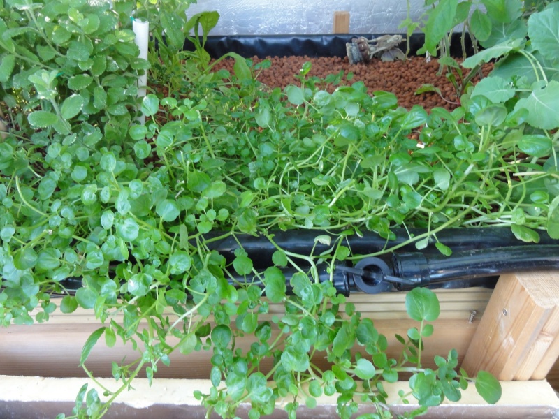aquaponic september 015.JPG