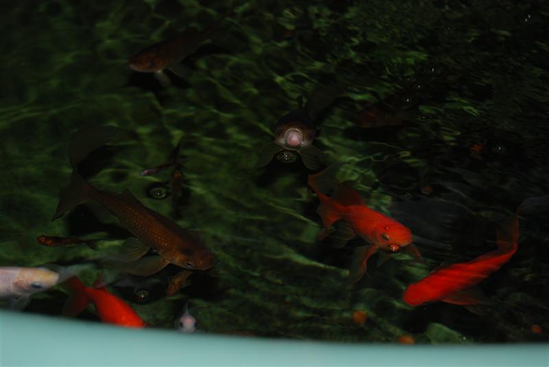 DSC_0776 (Custom).JPG