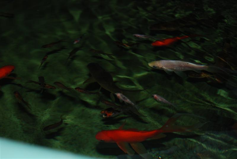 DSC_0779 (Custom).JPG