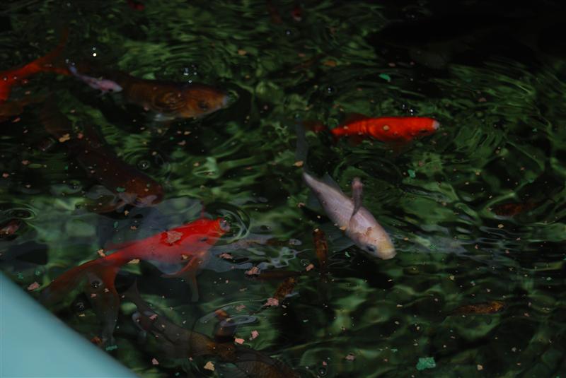 DSC_0780 (Custom).JPG