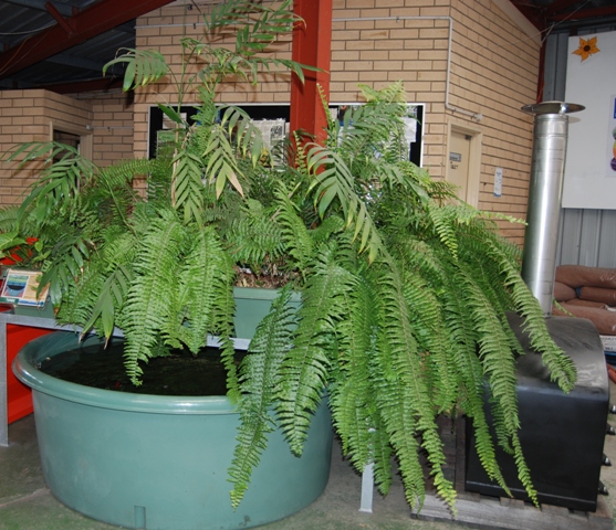 DSC_0774 goldfish fed ferns.jpg
