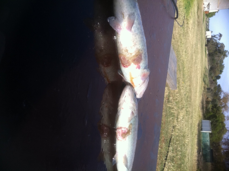 IMG_0060 (598x800).jpg