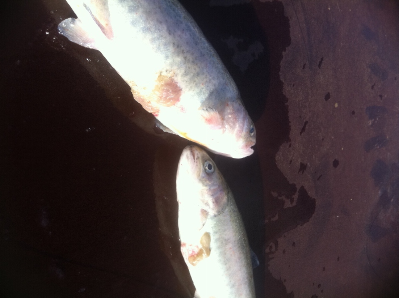 IMG_0061 (598x800).jpg