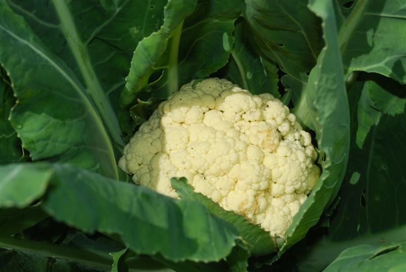 DSC_0771 (Medium).JPG