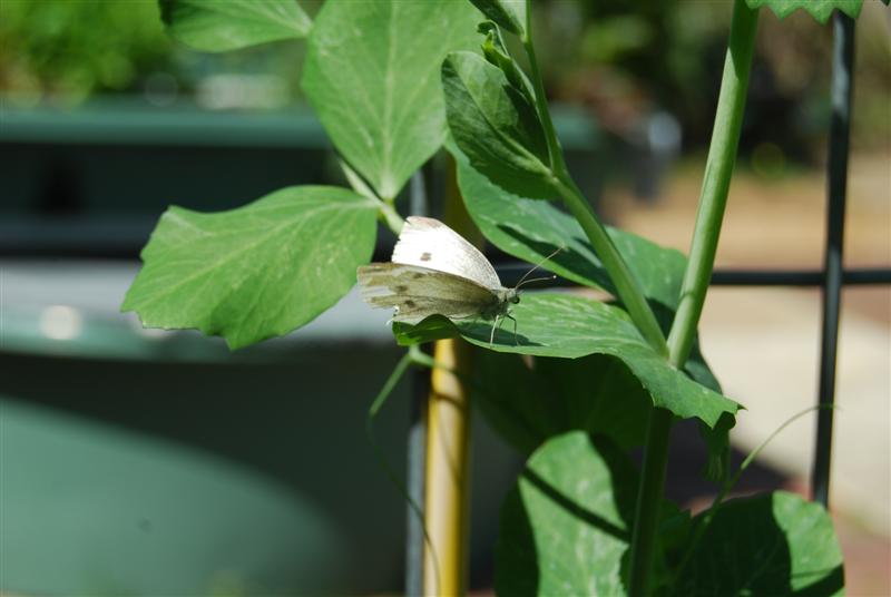 DSC_0762 (Medium).JPG