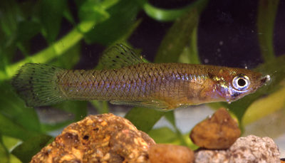 easterngambusia-misquitofish.jpg