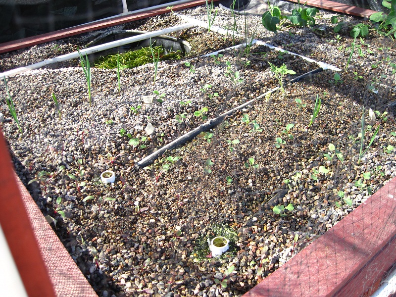 Aquaponices (9-25-2011) 028.jpg